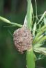 Agroeca sp.